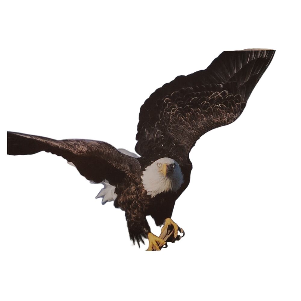 Sierra Club American Bald Eagle Postcard Vintage Theo Allofs Photo